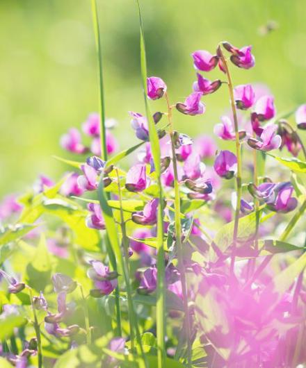Pink Flowers Green Background