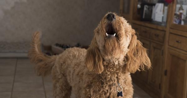 Dahancoo Doodle Barking 2965983