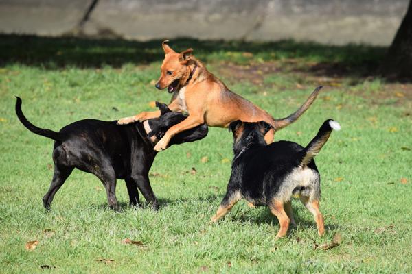 Pexels Gili Pup 160126446 11087481